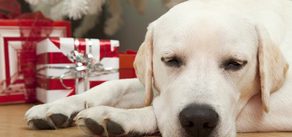 5 conseils pour passer un bon noel avec son chien