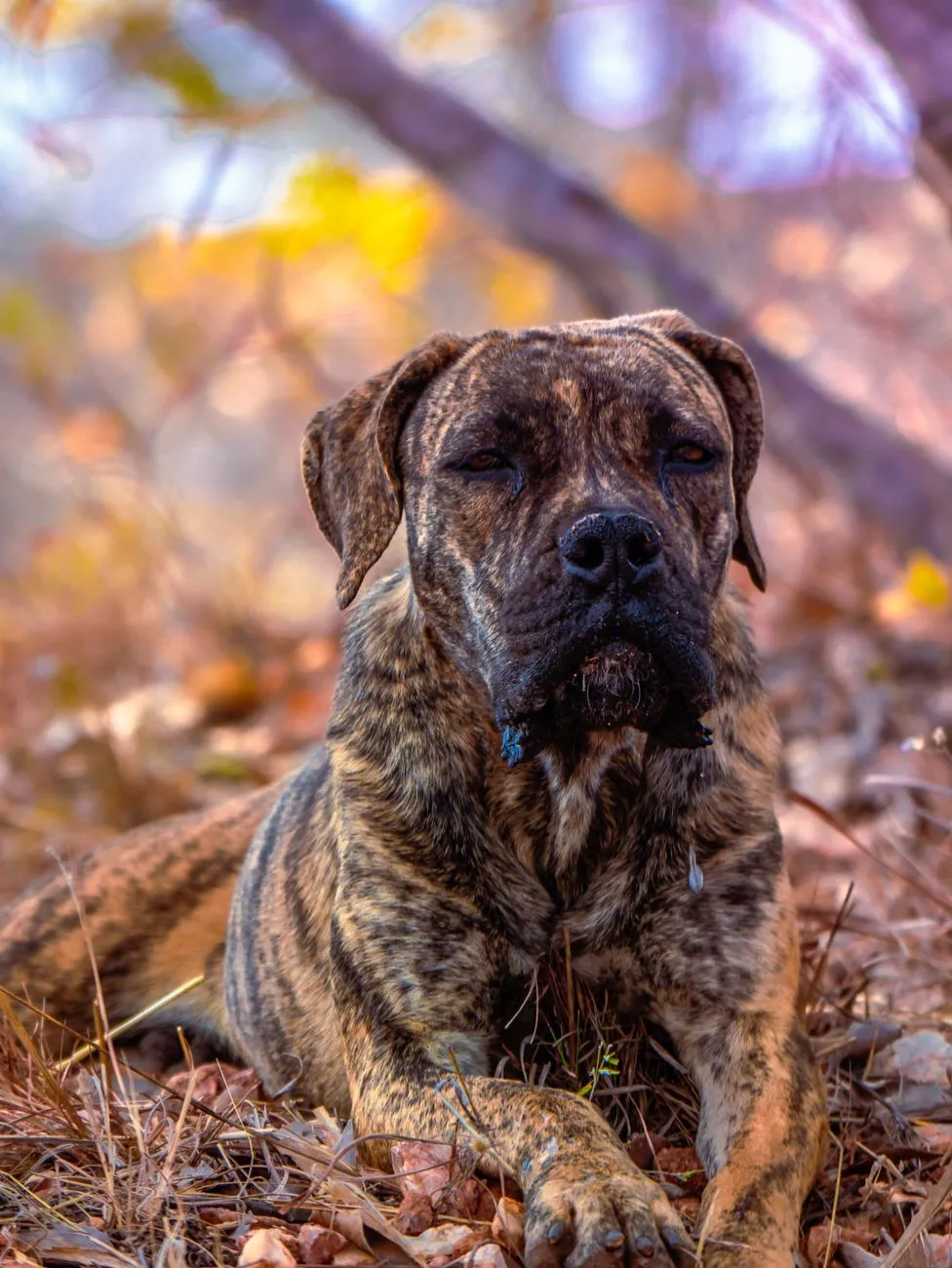 Chien molossoïde à robe bringée allongé dans une forêt d'automne