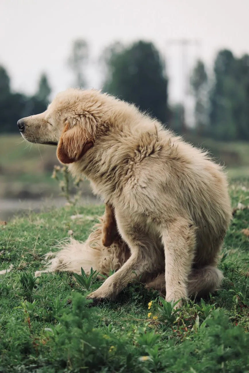 Chien se grattant vigoureusement dans un pré, en train de se démanger