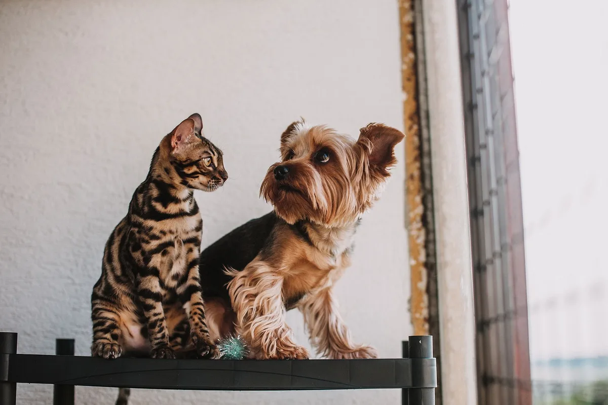 Un chat et un chien assis côte à côte près d'une fenêtre