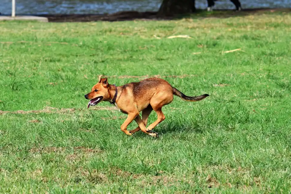 Un chien court dans un pré, à l'image d'un animal en bonne santé