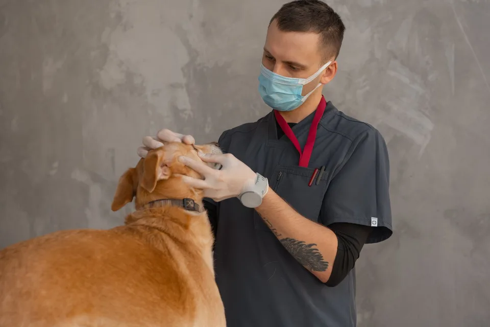 Un vétérinaire ausculte un chien lors d'une consultation