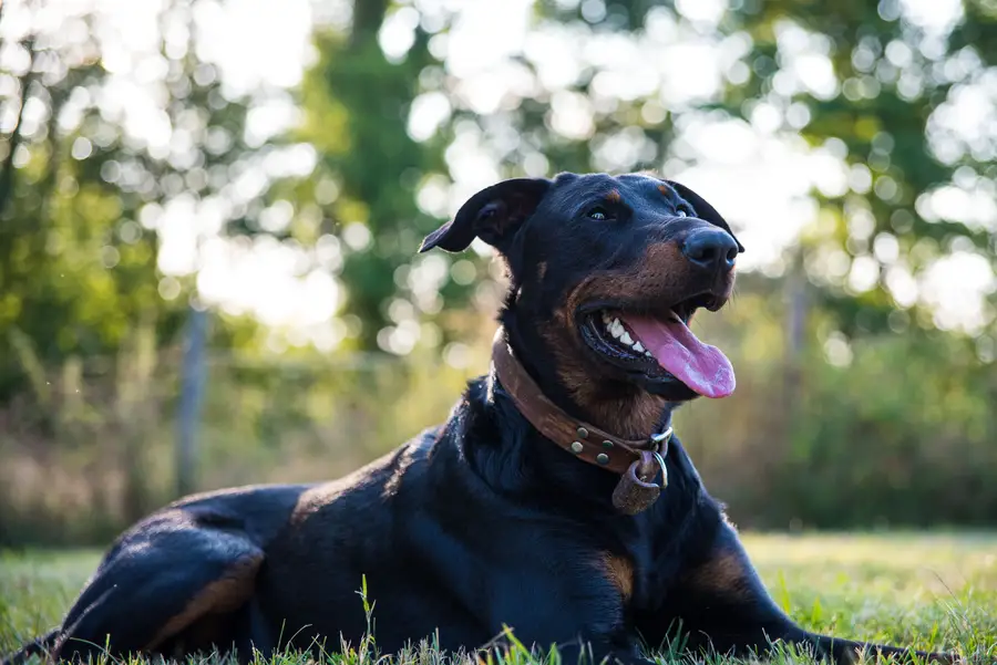 Beauceron adulte allongé dans l'herbe, robe noir et feu, langue tirée