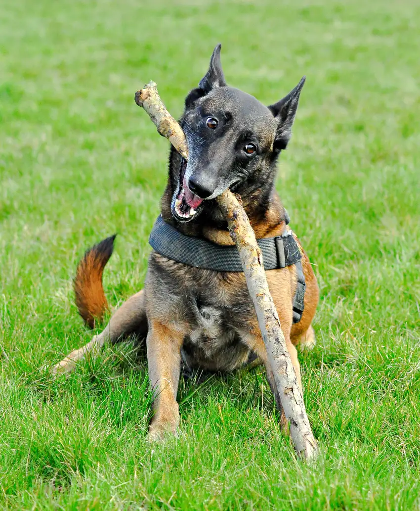 Berger belge malinois jouant avec un bâton dans un champ herbeux