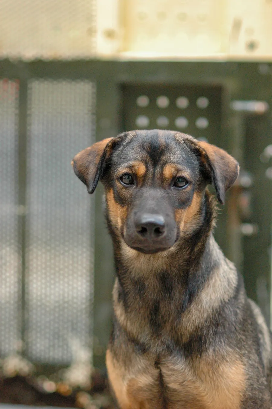 Chien croisé berger allemand et malinois adulte, oreilles semi-dressées, regard vers l'objectif