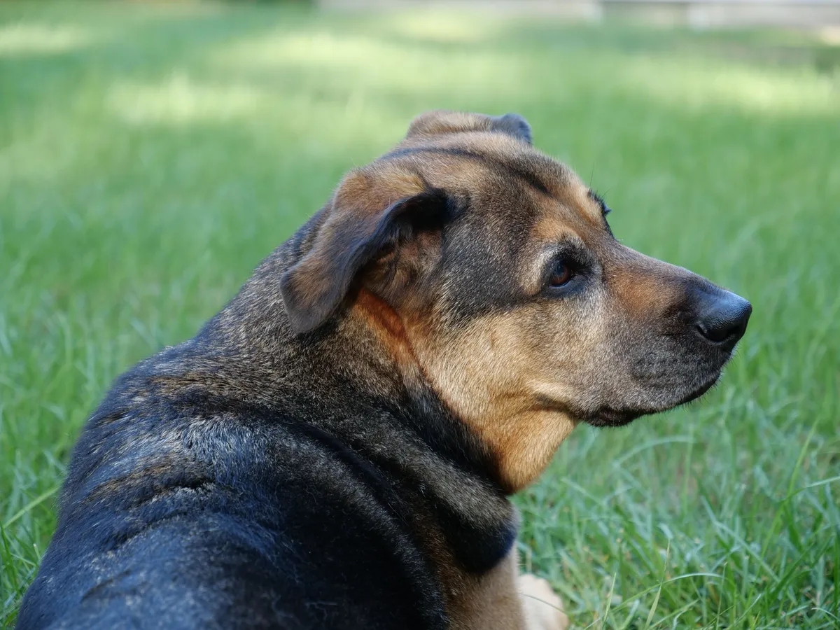 Chien croisé berger allemand et malinois allongé dans l'herbe, robe noir et fauve