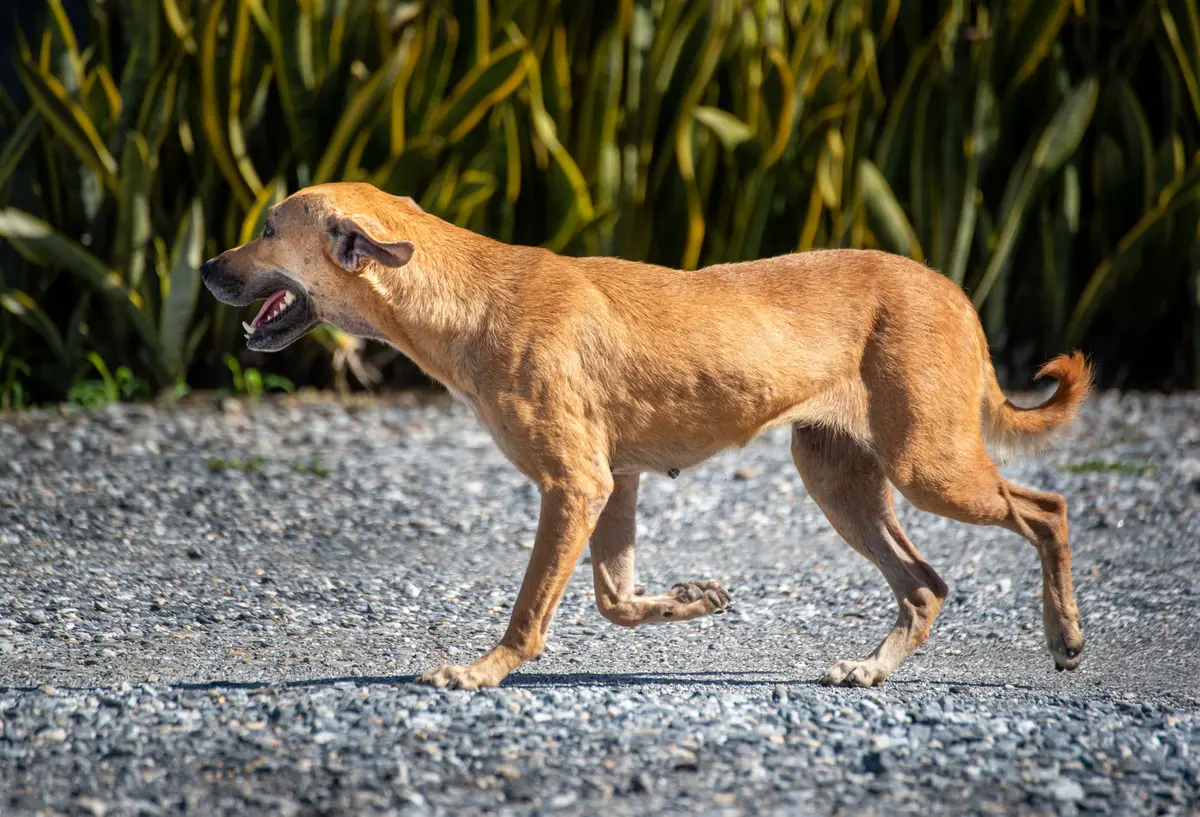 Chien de type berger créole au pelage brun courant avec énergie sur un chemin de gravier
