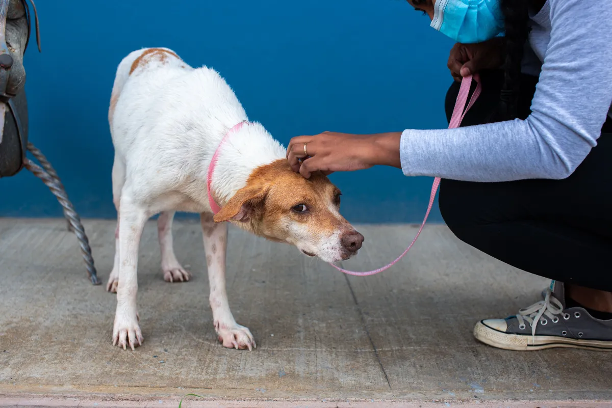 Chien de type berger créole en laisse réconforté par une bénévole d'association de protection animale