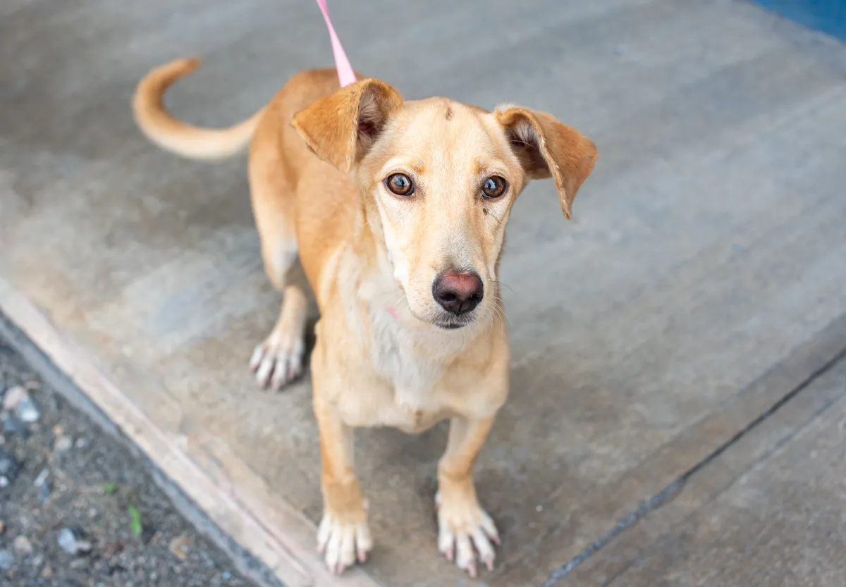 Portrait d'un chien de type berger créole (pothound) au pelage brun court et aux oreilles tombantes, en laisse à Trinité-et-Tobago