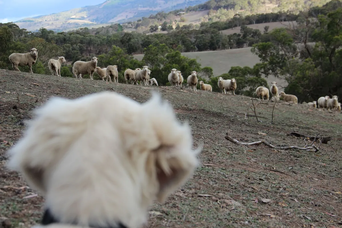Chien de berger surveillant un troupeau de moutons sur un coteau