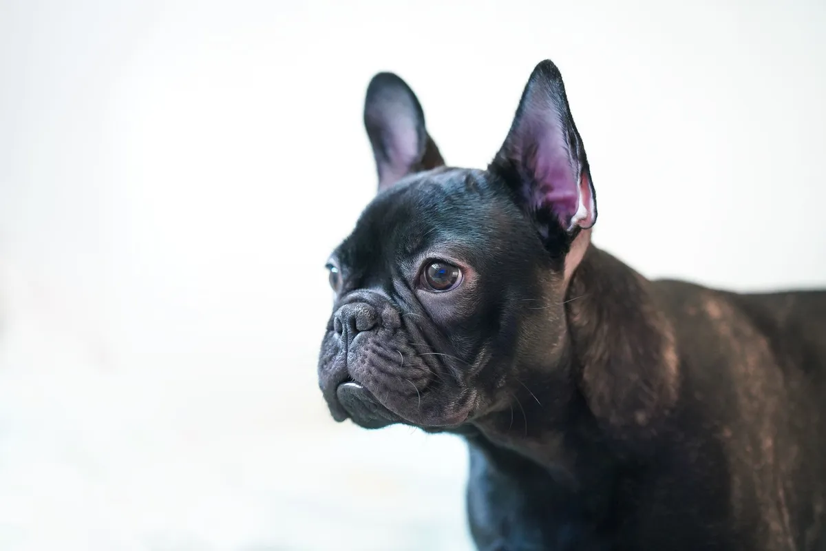 Portrait d'un bouledogue français noir au pelage court et brillant, conforme au standard