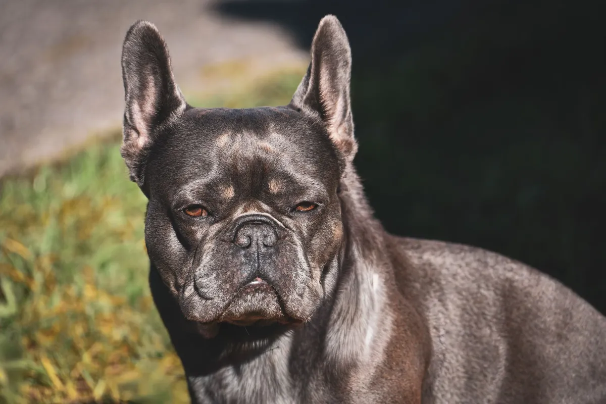 Bouledogue français adulte au pelage court et fauve, en extérieur