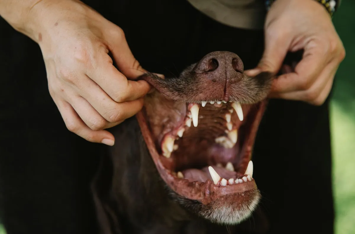Personne soulevant délicatement les babines d'un chien pour observer ses dents