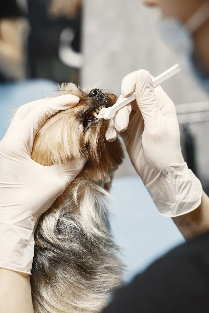 Vétérinaire nettoyant les dents d'un petit chien avec une brosse à dents
