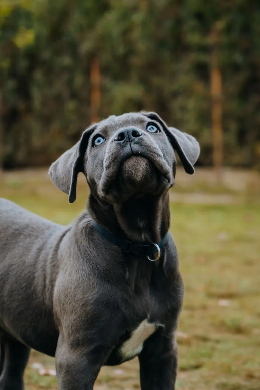 Chiot cane corso à la robe grise (bleue), debout dans l'herbe