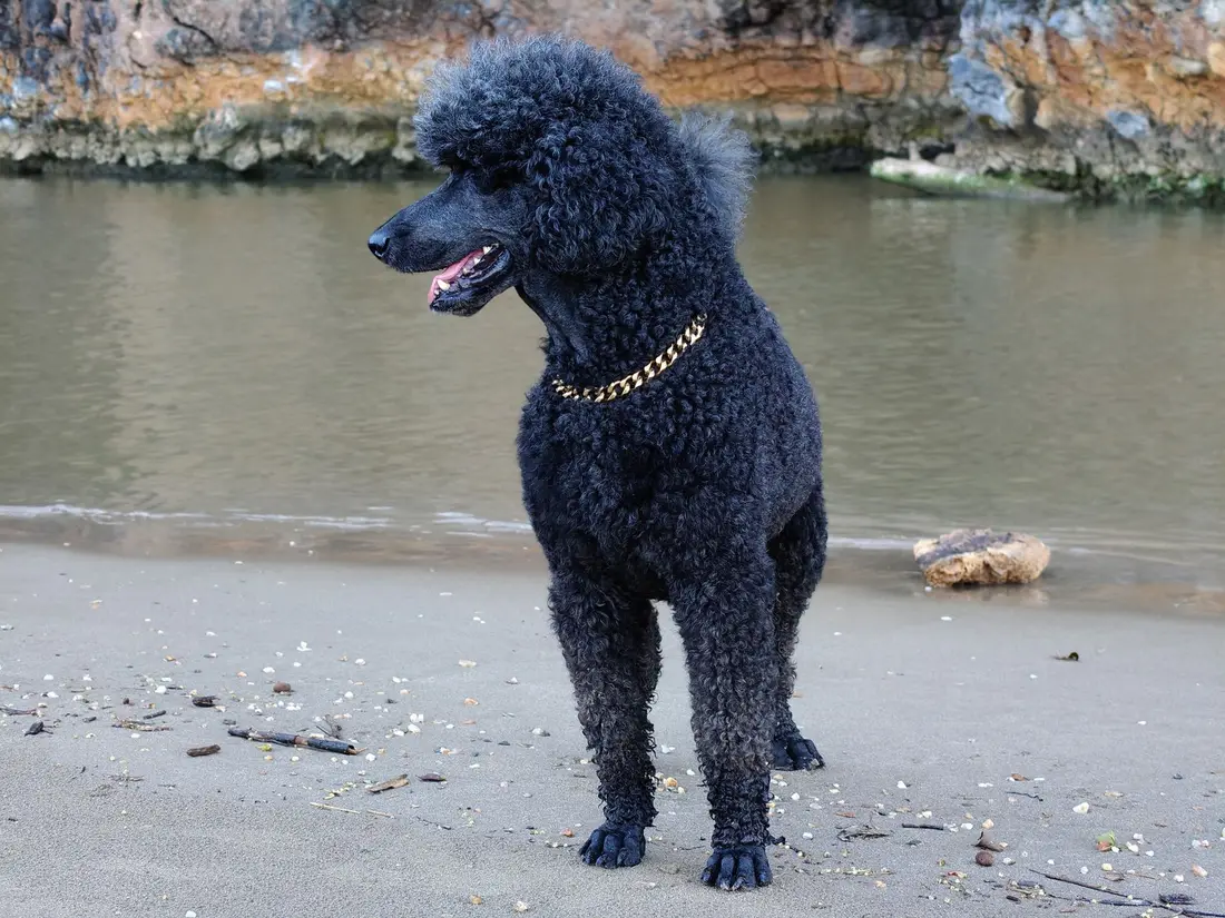 Caniche royal noir debout et élégant sur une plage, poil bouclé bien visible