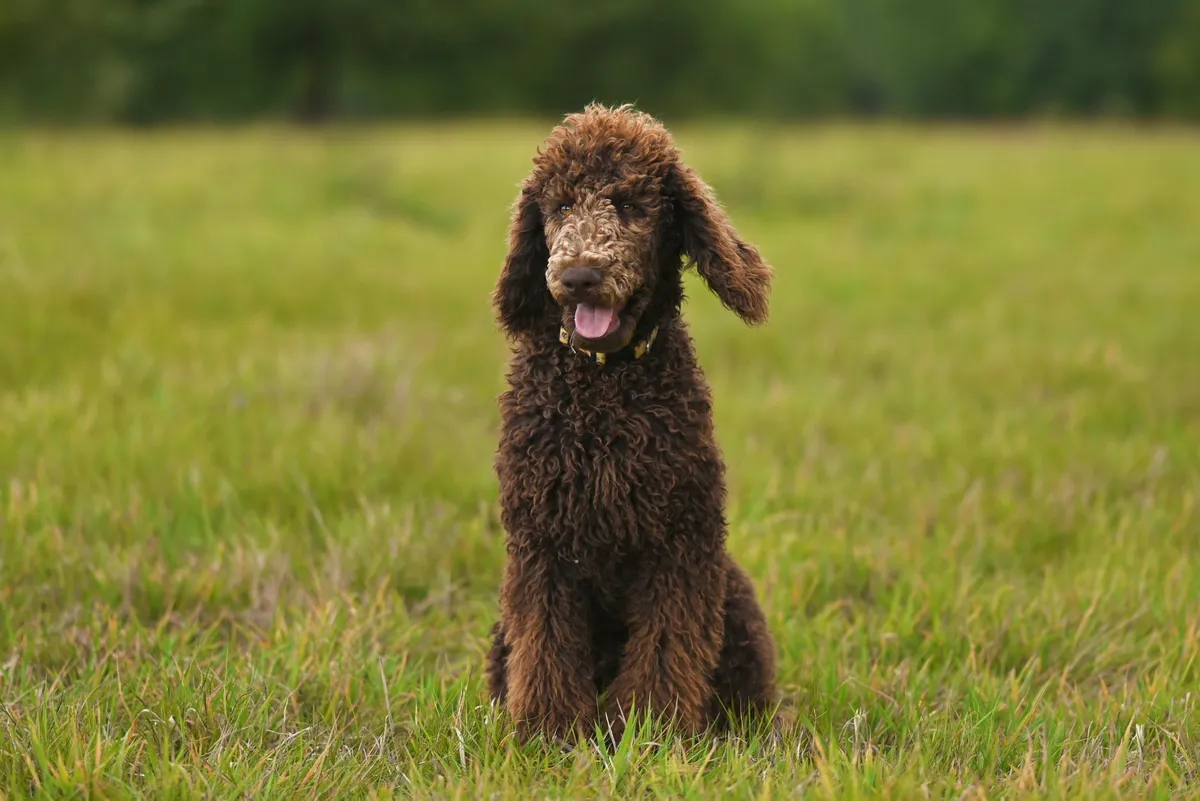 Caniche royal (grand caniche) brun assis dans un champ d'herbe verte, poil bouclé typique de la race