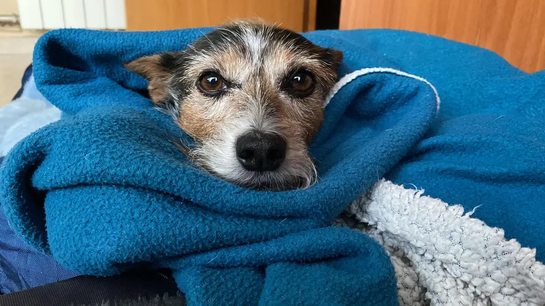 Petit chien blotti dans une couverture bleue, à l'abri du froid