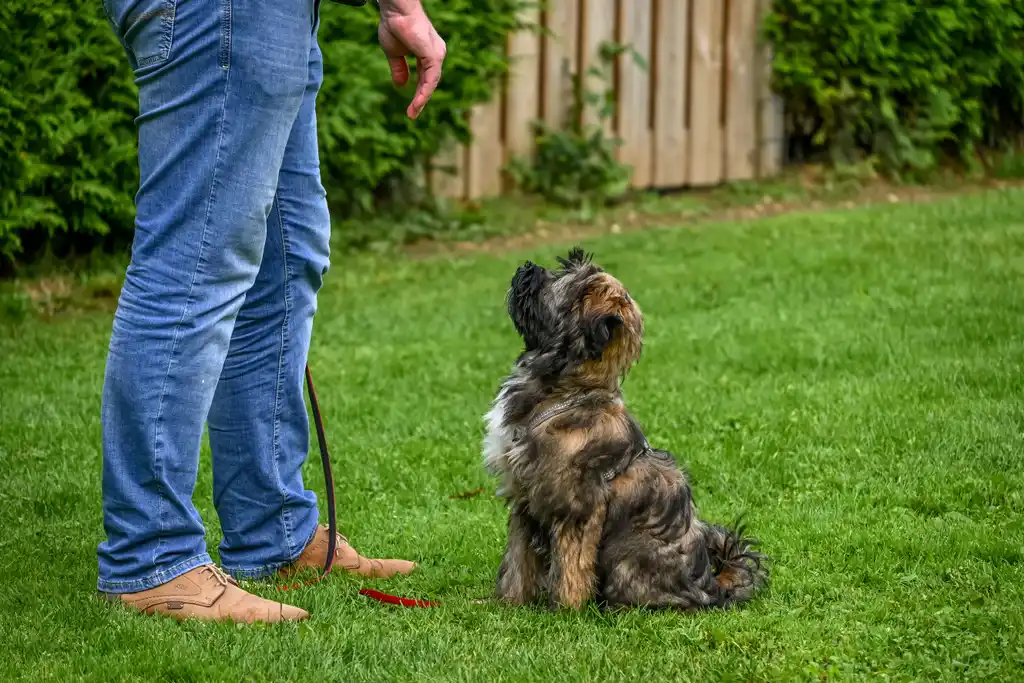 Chien assis dans l'herbe, attentif, le regard fixé sur la main de son maître pendant une séance d'éducation