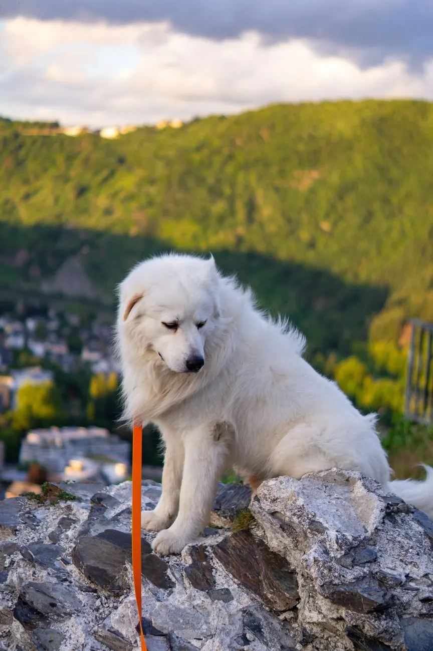 Chien de montagne des Pyrénées au pelage blanc et dense se reposant sur un rocher