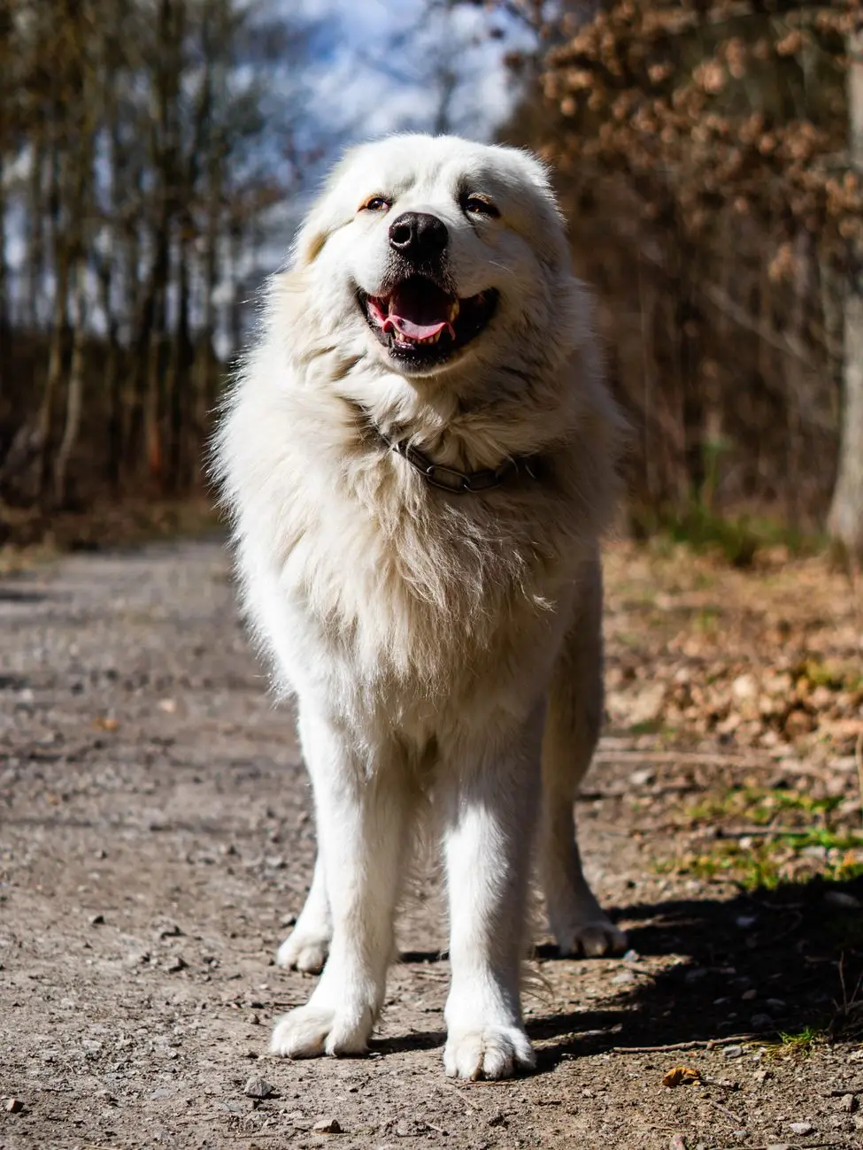 Chien de montagne des Pyrénées au pelage blanc debout en extérieur