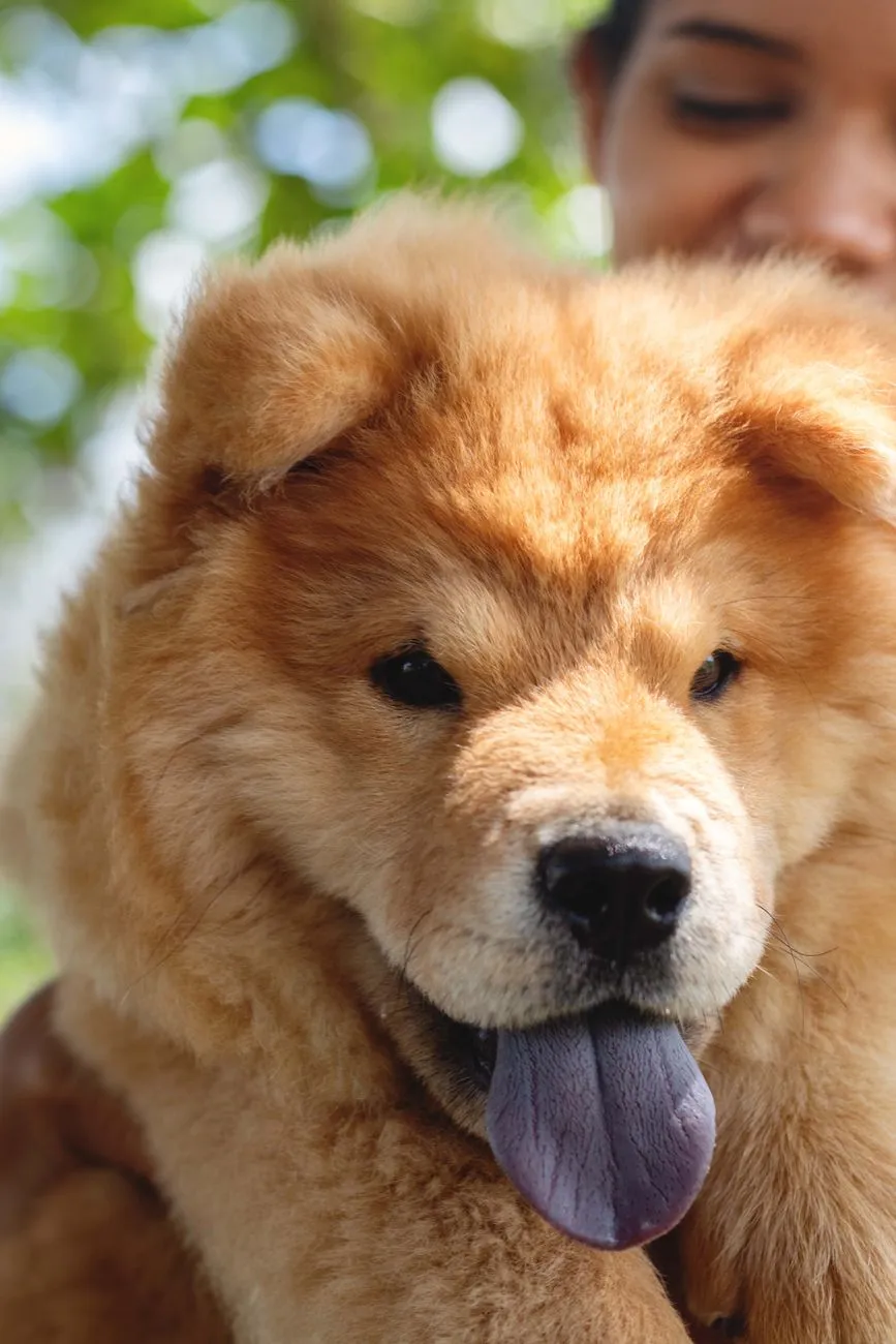 Chiot chow-chow tirant la langue, montrant sa pigmentation bleu-violet naturelle