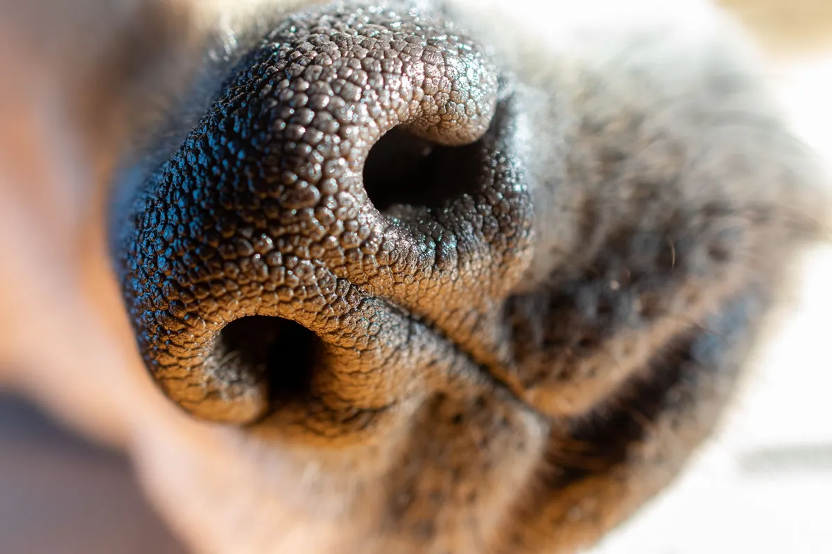 Gros plan sur le nez d'un chien