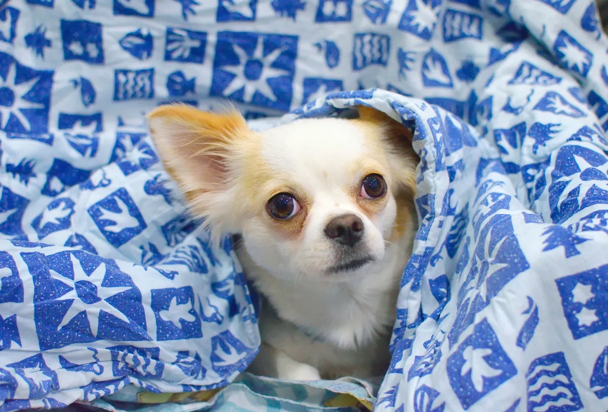 Petit chien frileux enveloppé dans une couverture à motifs bleus