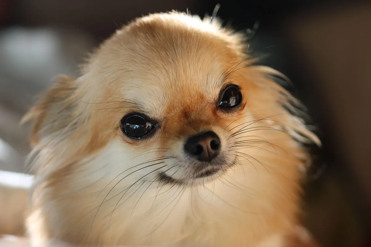 Portrait en gros plan d'un chihuahua à poil long, pelage fin et soyeux autour du visage