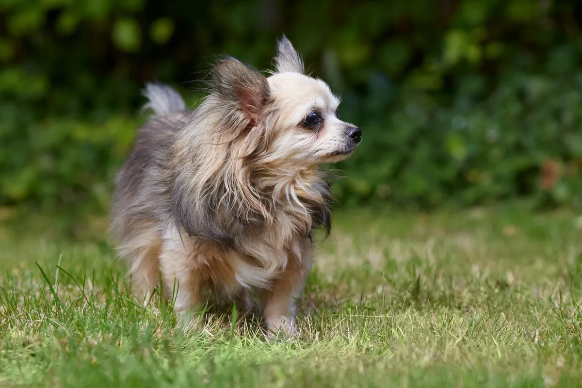 Chihuahua à poil long debout dans l'herbe, pelage fin et soyeux, dans un jardin ensoleillé