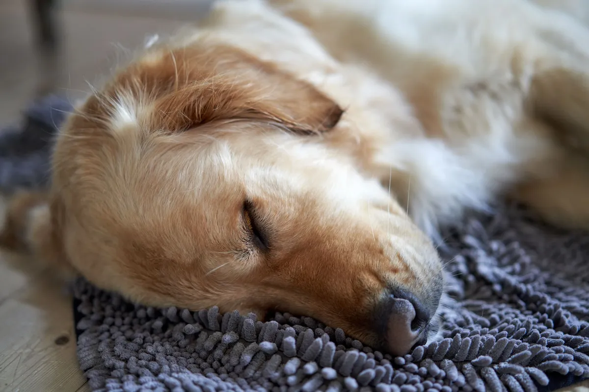 Chien endormi paisiblement sur un tapis douillet