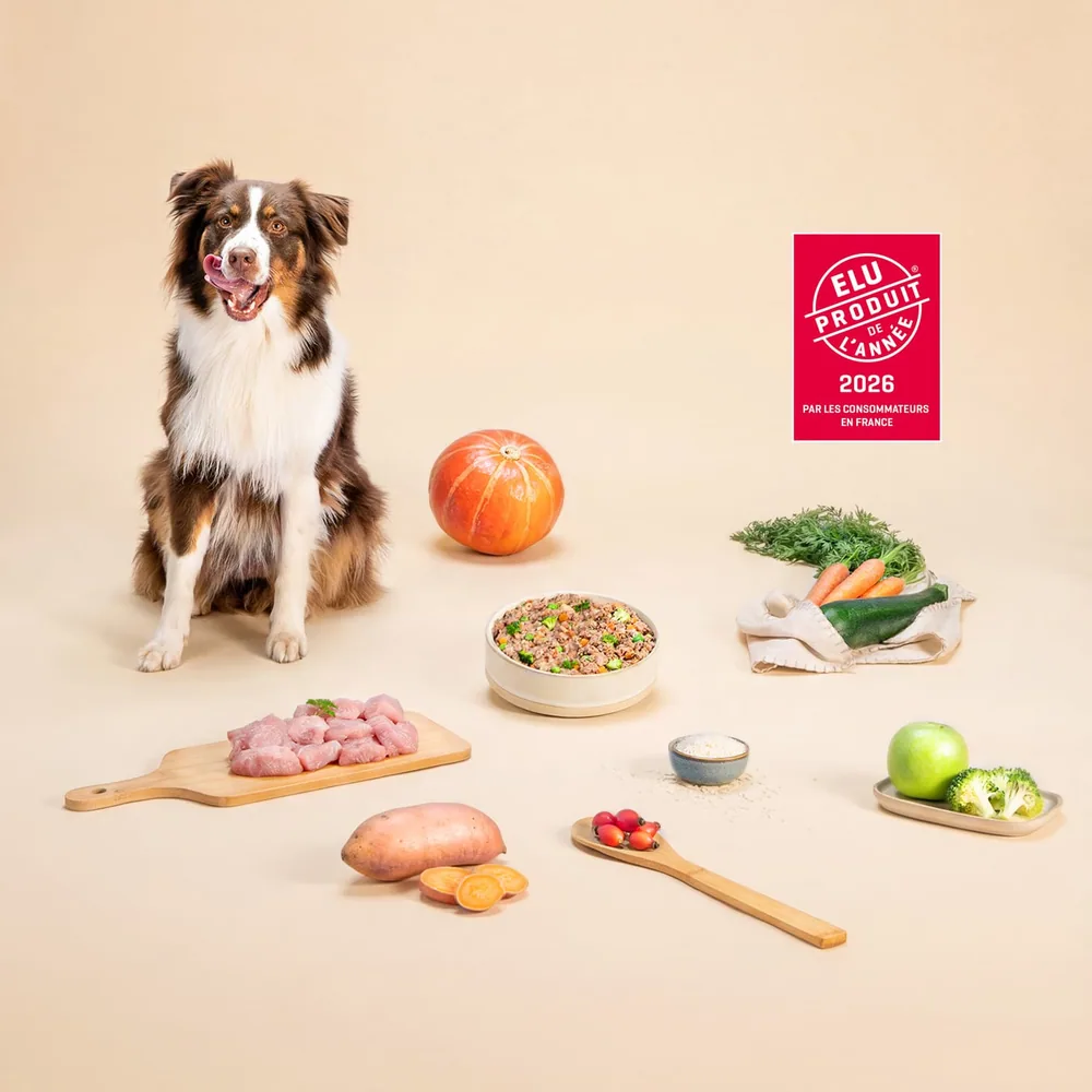 Berger australien assis à côté d’une gamelle de repas frais Dog Chef et de ses ingrédients : viande, patate douce, carottes, pommes