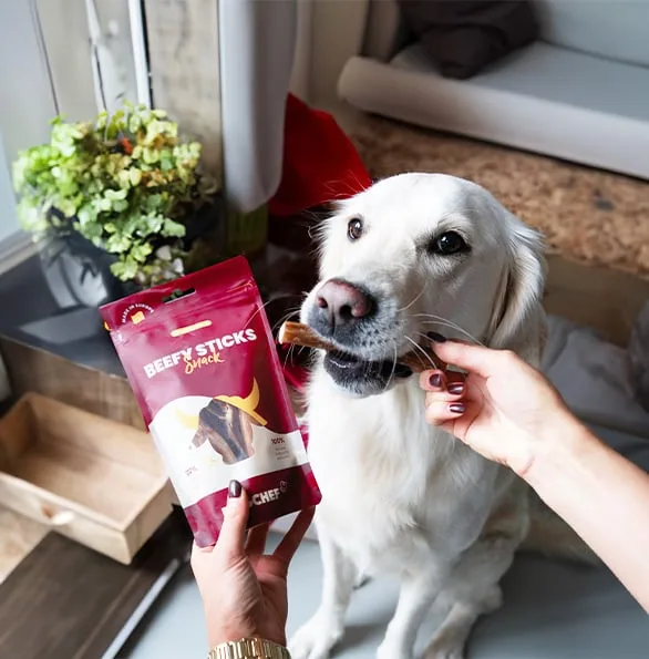 Golden retriever recevant un bâtonnet de friandise Dog Chef Beefy Sticks