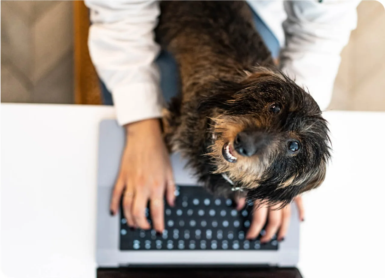 Chien posant ses pattes sur le clavier d’un ordinateur portable