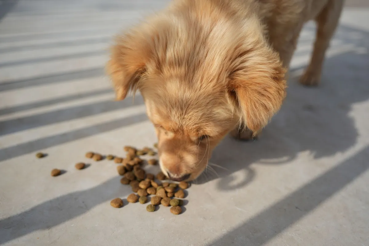 Chiot doré mangeant des croquettes en extérieur au soleil