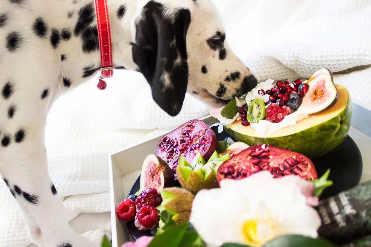 Chien dalmatien reniflant un plateau de fruits avec des framboises