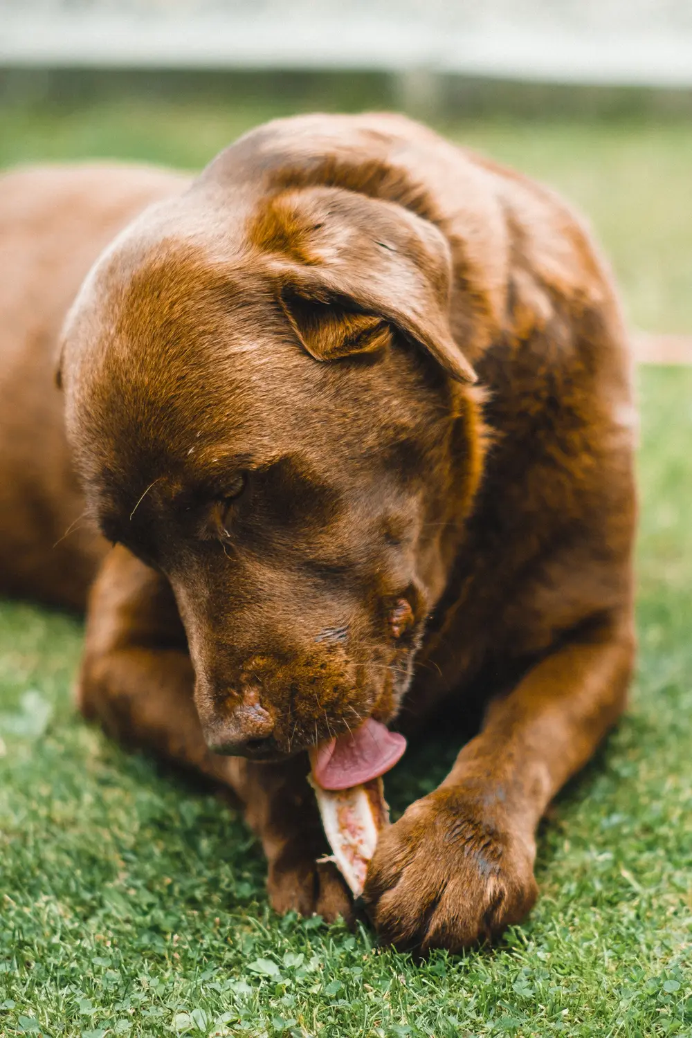 Chien mâchant un os à l'extérieur