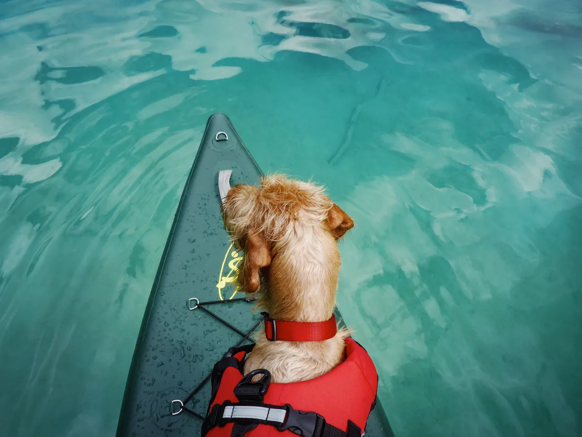 Chien brun portant un gilet de sauvetage rouge assis sur une planche de paddle