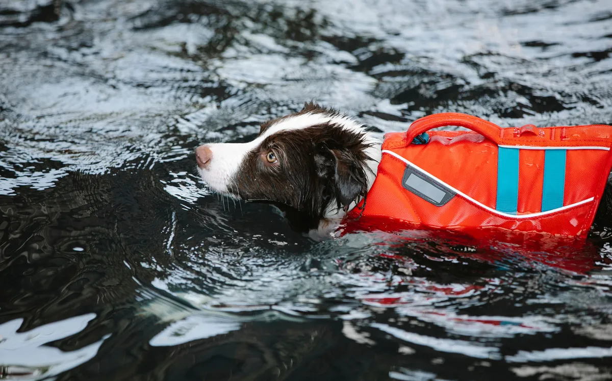 Chien portant un gilet de sauvetage et nageant dans l'eau