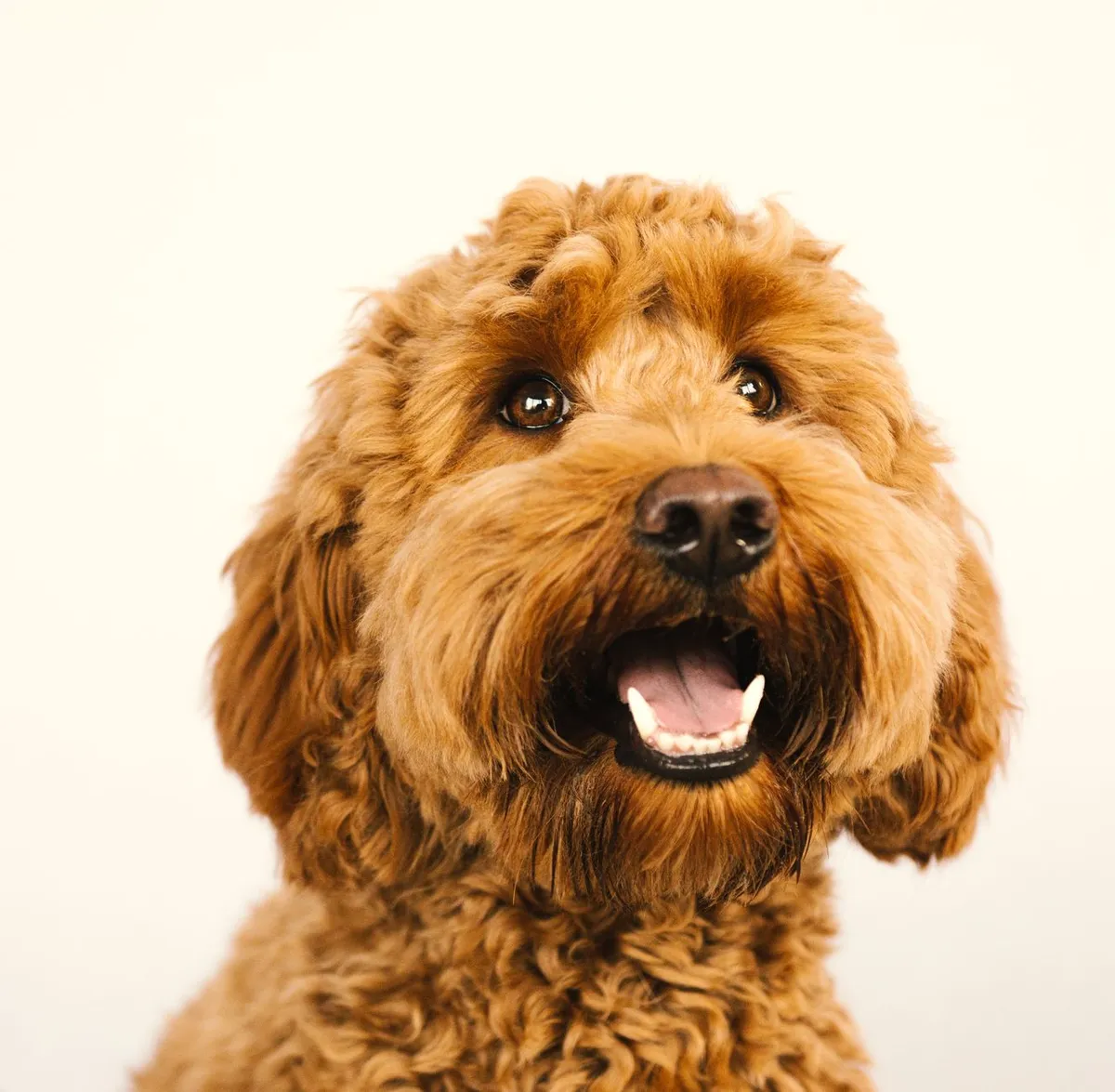Portrait d'un goldendoodle au poil bouclé doré, bouche ouverte, expression joyeuse