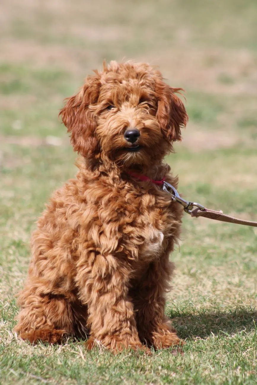 Chiot goldendoodle au pelage bouclé doré assis dans l'herbe en laisse