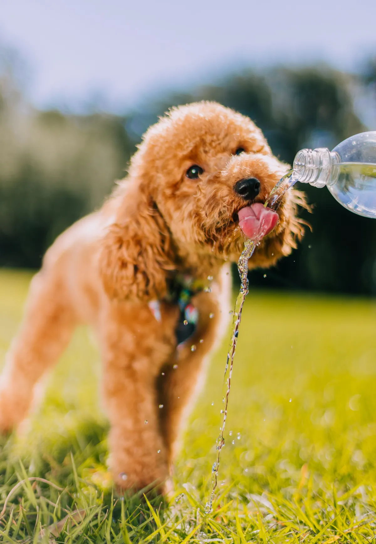 Petit chien buvant de l'eau directement au goulot d'une bouteille dans un parc ensoleillé