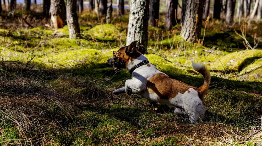 Chien courant seul dans une clairière forestière, loin de toute couverture réseau