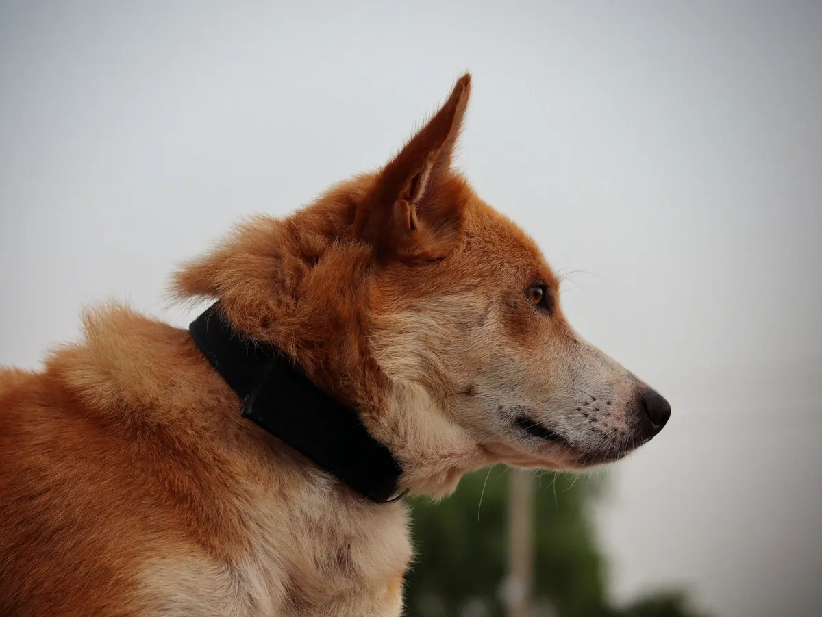 Chien portant un collier en extérieur, candidat à un traceur GPS sans abonnement