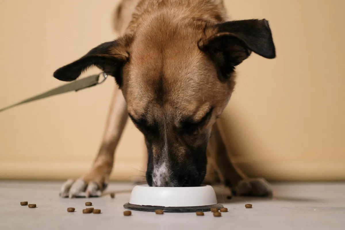 Chien brun mangeant des croquettes dans une gamelle blanche