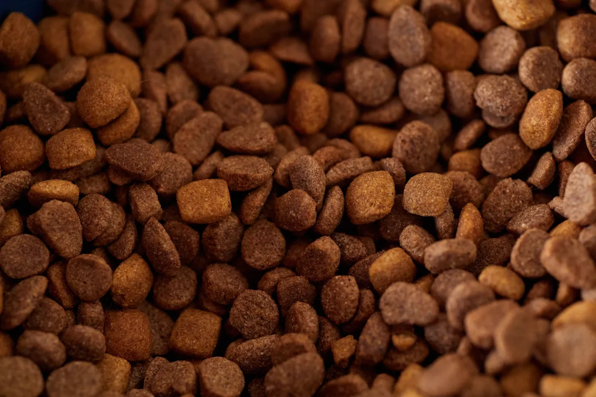 Gros plan sur des croquettes brunes pour chien, de formes variées