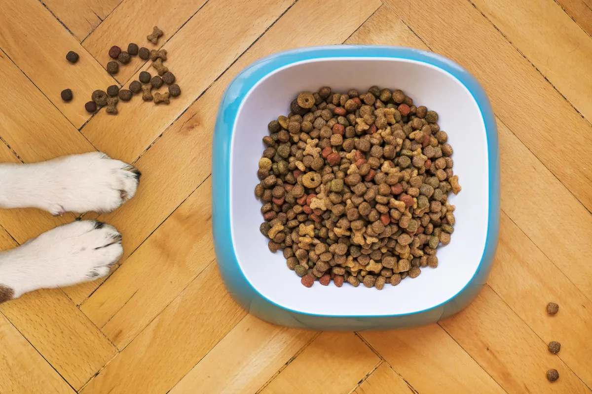 Gamelle de croquettes vue de dessus, avec les pattes d'un chien posées à côté