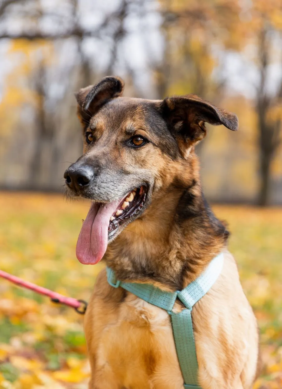 Chien croisé au pelage fauve et noir, oreilles semi-dressées, langue tirée dans un parc en automne