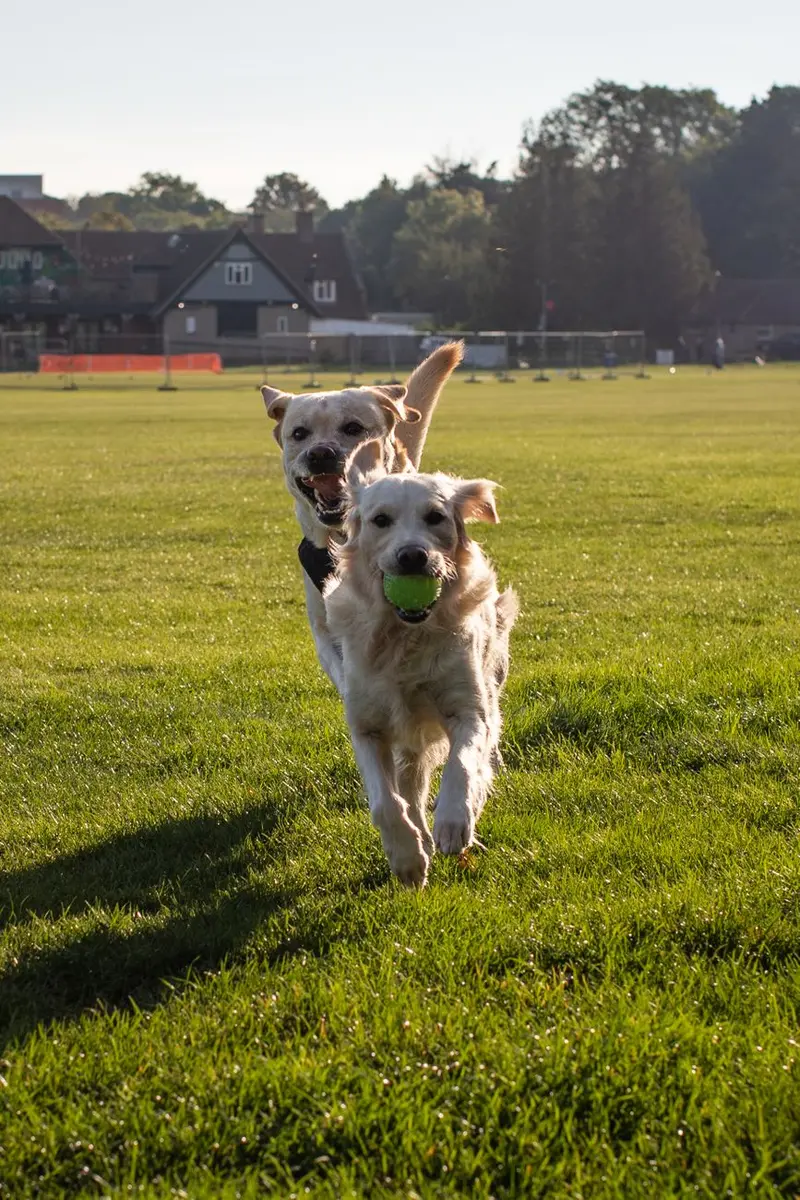 Deux golden retrievers courant ensemble après une balle de tennis dans un parc