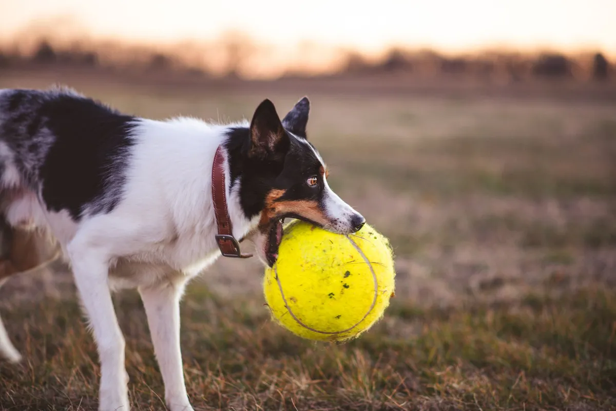 Border collie noir et blanc jouant avec une balle de tennis dans un champ